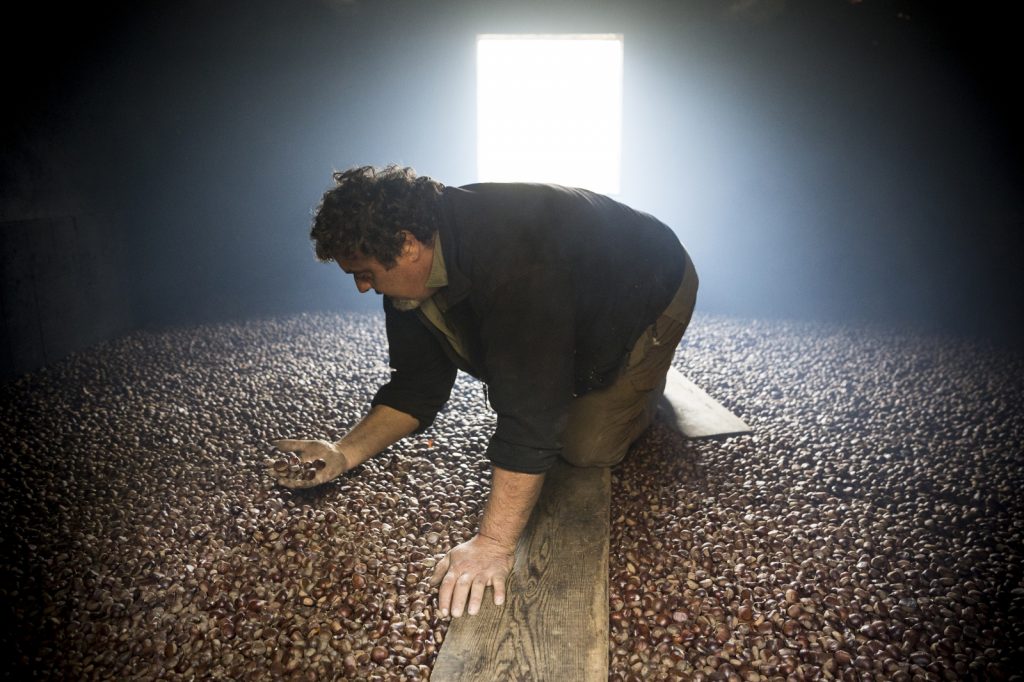 Uomo seleziona castagne in stanza d’essiccazione per produzione farina, fotografia documentaria